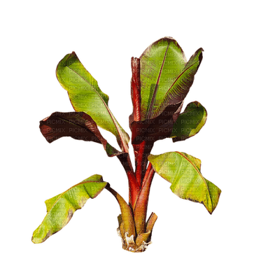 kasvi, plant - δωρεάν png