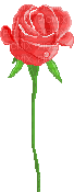 Single Red Rose - Zdarma animovaný GIF
