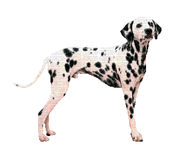Dog-NitsaPapacon - Gratis geanimeerde GIF