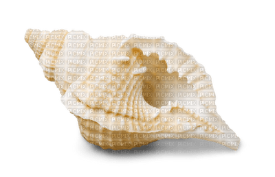 sea shells bp - 免费PNG