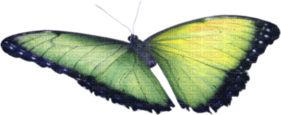 mariposa - ücretsiz png