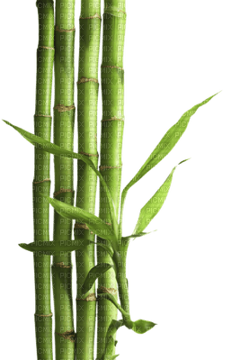 bamboo, plants, sunshine3 - png gratis
