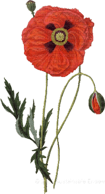 poppy flowers bp - Gratis geanimeerde GIF