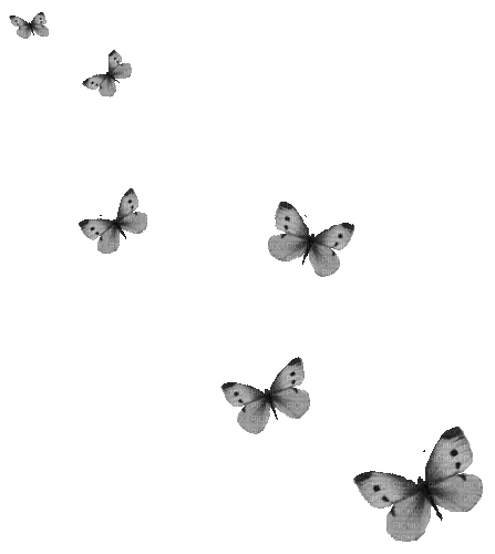 Animated.Butterflies.Black - By KittyKatLuv65 - Free animated GIF