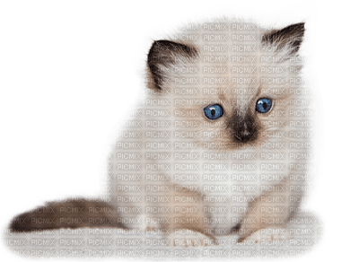Kaz_Creations Cats Cat Kitten - gratis png