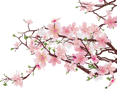 flowers pink bp - 免费PNG