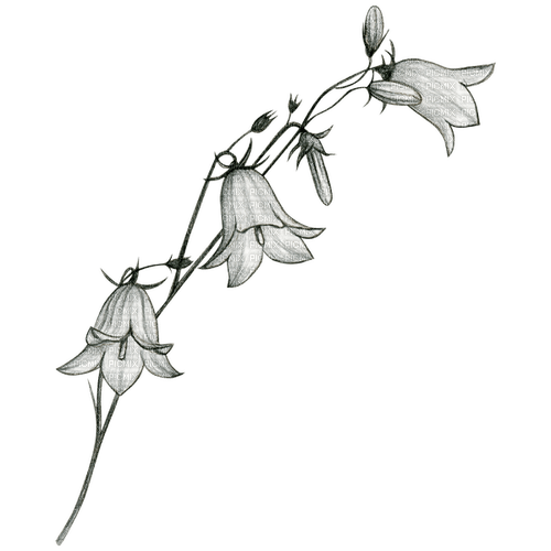 white bell flowers - gratis png
