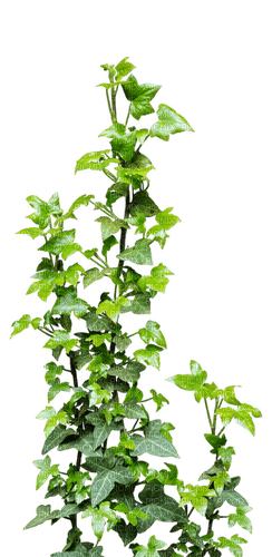 plant ivy sunshine3 - png gratis