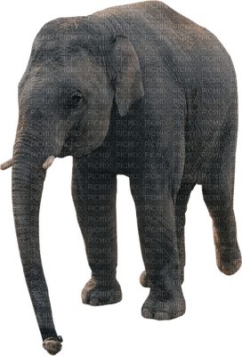 Kaz_Creations Elephants Elephant - nemokama png