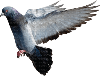 pigeon - безплатен png