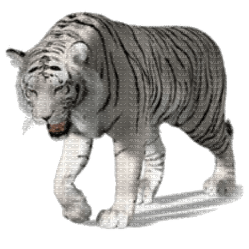 Tigre Blanc - PNG gratuit