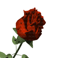 Rose opening - Animovaný GIF zadarmo