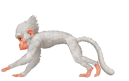 monkey by nataliplus - Ilmainen animoitu GIF