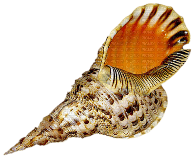 shells katrin - 免费PNG