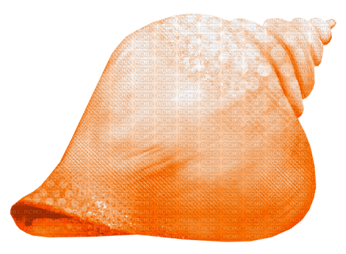 Seashell.Orange - 免费PNG