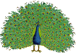 bird-peacock-NitsaP - GIF animasi gratis