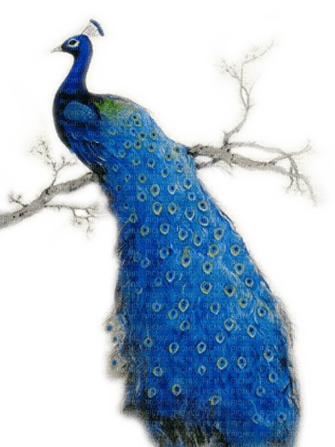 Rena blue Bird Vogel Pfau Peacock - zadarmo png