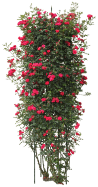 roses red Nitsa Papacon - 無料png