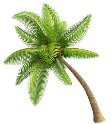 palm trees bp - PNG gratuit
