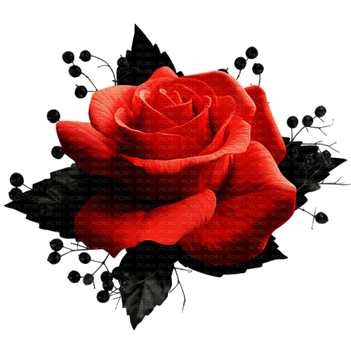 Gothic.Rose.Black.Red - PNG gratuit