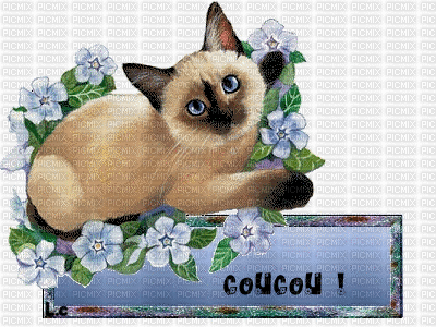 chat coucou - Darmowy animowany GIF