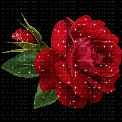 rose rouge - Nemokamas animacinis gif