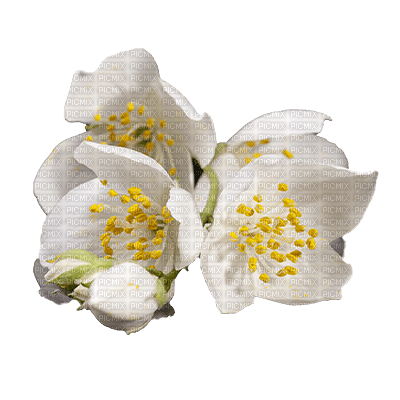 Flowers white bp - 無料png