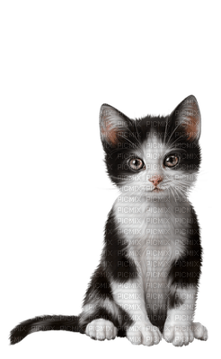 katt-djur - безплатен png