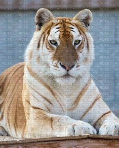 tigre doré - ingyenes png