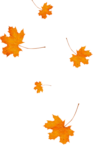 Leaves.Orange - zdarma png