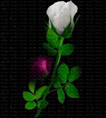 rose - GIF animé gratuit