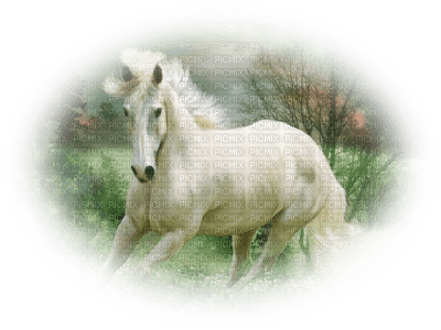 dulcineia8 cavalos - Free PNG