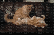 animals nancysaey cats - Ilmainen animoitu GIF