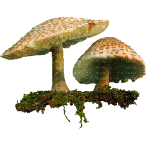 mushrooms, sunshine3 - png gratis