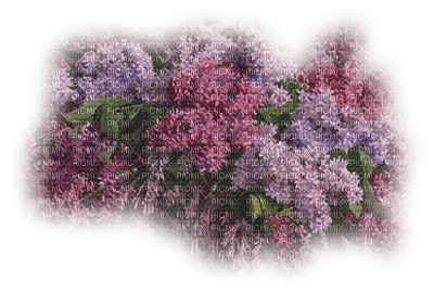 dulcineia8 flores - Free PNG