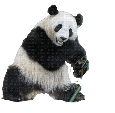 Kaz_Creations Panda Pandas - darmowe png