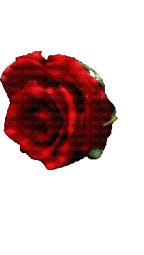 red rose - GIF animate gratis
