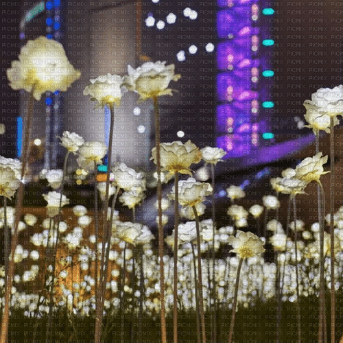 white roses - 無料png
