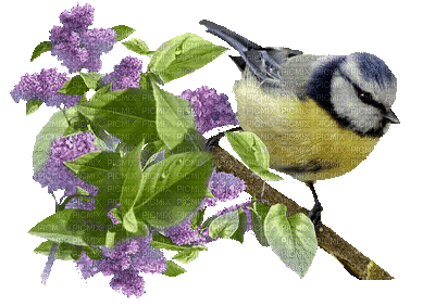 Bird and Flowers - GIF animasi gratis
