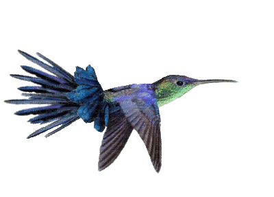 Humming Bird 03 - Free animated GIF