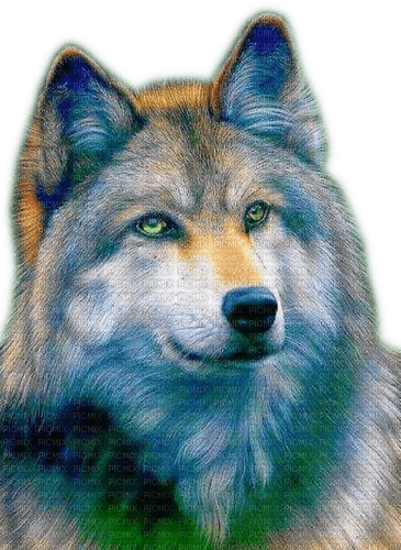 Rena Wolf Animal Tier - png gratis