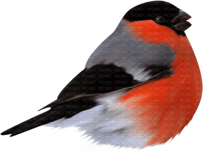 Kaz_Creations Birds Bird Red-Grey-Black - png grátis