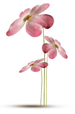 fleur - nemokama png