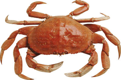 Kaz_Creations Crab - zdarma png