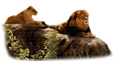 lion bp - Free PNG