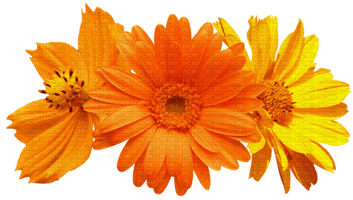 Flowers.Orange.Yellow - nemokama png