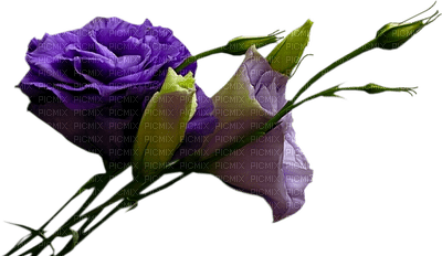 violeta - png gratis