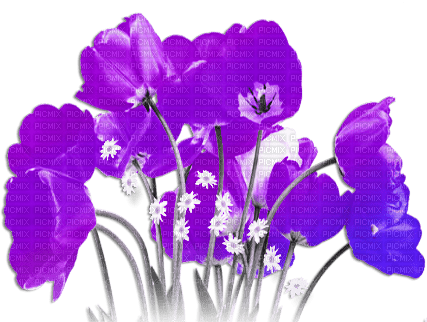 soave deco poppy border field spring flowers - фрее пнг