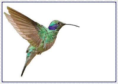 Hummingbird Instructions 2 - Δωρεάν κινούμενο GIF