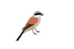 Bird.Oiseau.Pájaro.gif.Victoriabea - 無料のアニメーション GIF